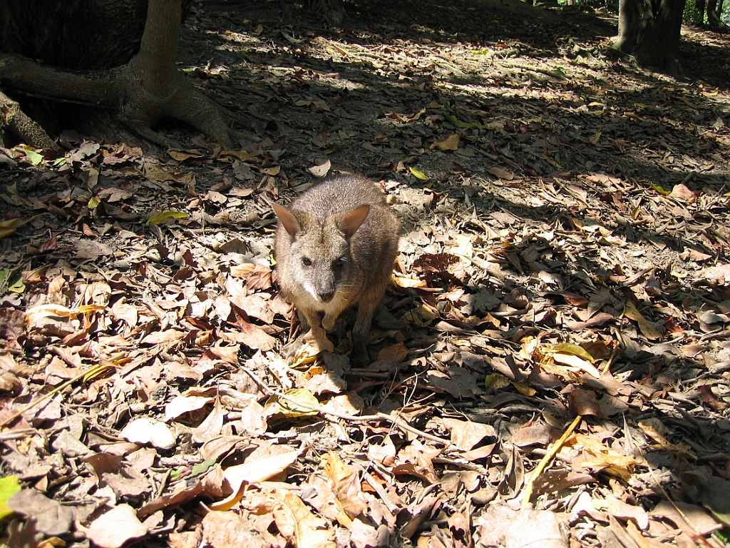 257 Wildlife Habitat Port Douglas.jpg
